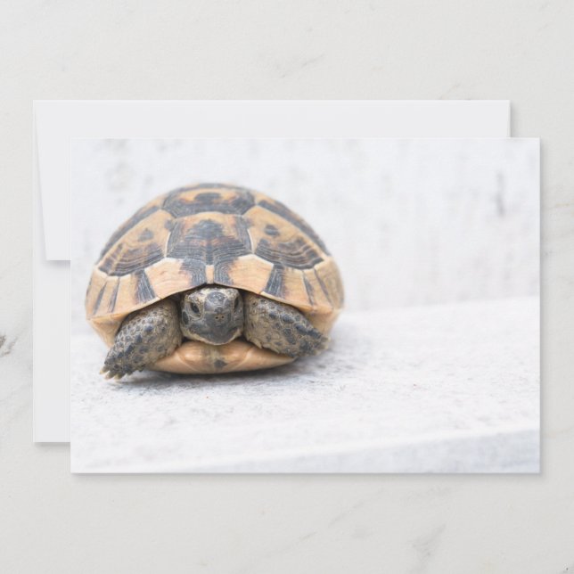 Schildpad (Voorkant)