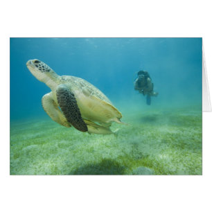 Schildpad