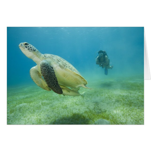 Schildpad (Voorkant Horizontaal)