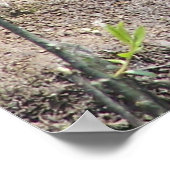 Schildpad2 Poster (Hoek)