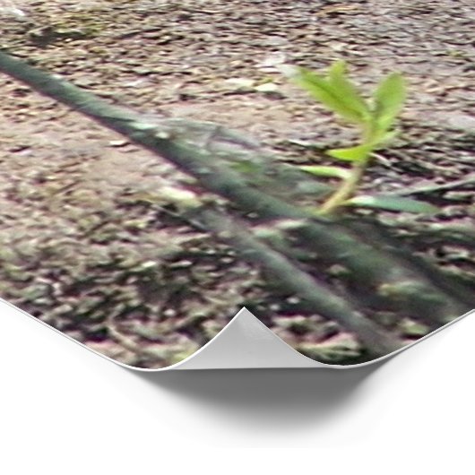 Schildpad2 Poster (Hoek)