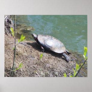 Schildpad2 Poster