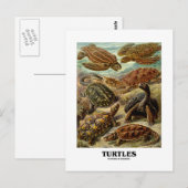 Schildpad (7 verschillende schildpadden kunstvorme briefkaart (Voorkant / Achterkant)