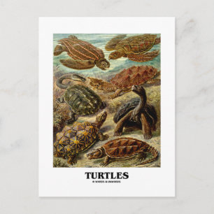 Schildpad (7 verschillende schildpadden kunstvorme briefkaart
