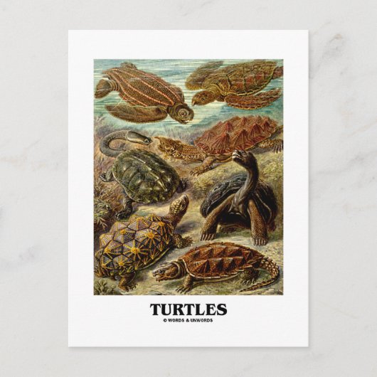 Schildpad (7 verschillende schildpadden kunstvorme briefkaart (Voorkant)