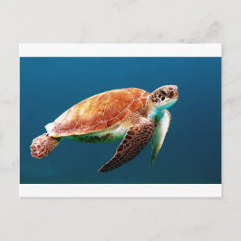 schildpad-863 briefkaart