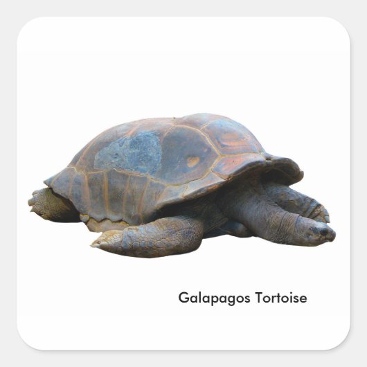 Schildpad afbeelding voor Square-Stickers-Glossy Vierkante Sticker (Voorkant)