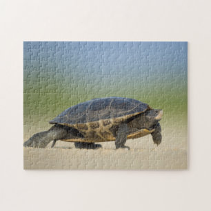 Schildpad / Amfibie / Reptiel Close-up Foto Puzzel