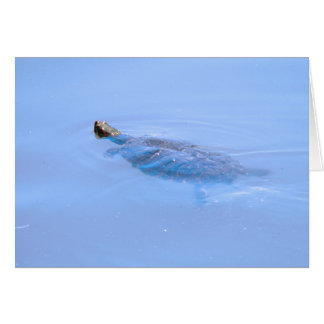 Schildpad bij passie