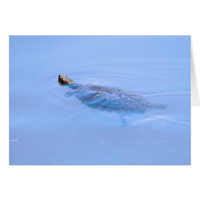 Schildpad bij passie (Voorkant Horizontaal)