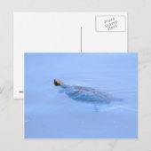 Schildpad bij passie briefkaart (Voorkant / Achterkant)