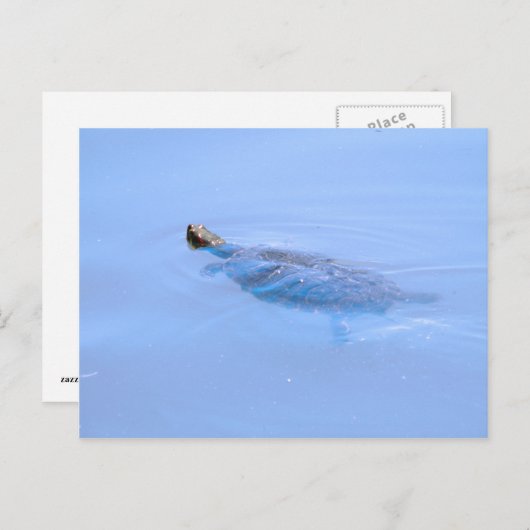 Schildpad bij passie briefkaart (Voorkant / Achterkant)