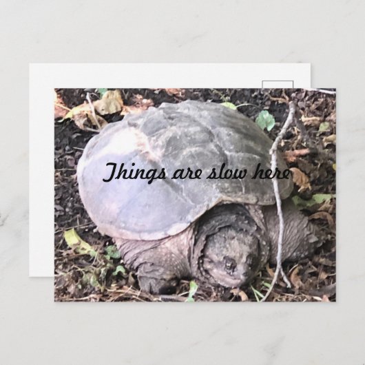 Schildpad Briefkaart (Voorkant / Achterkant)