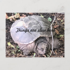 Schildpad Briefkaart