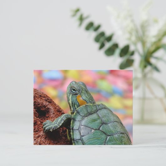 Schildpad Briefkaart (Staand voorkant)
