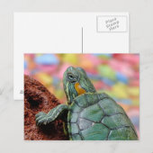 Schildpad Briefkaart (Voorkant / Achterkant)