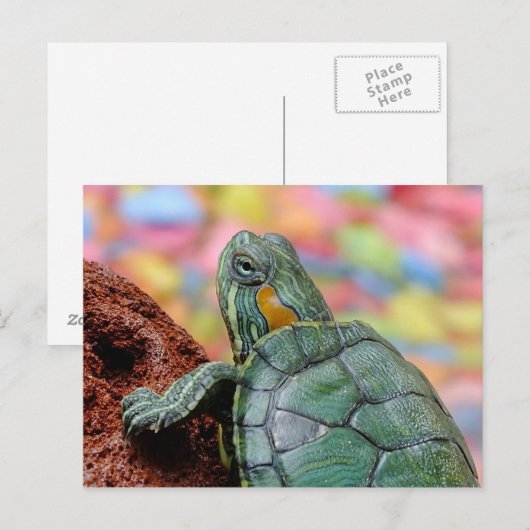 Schildpad Briefkaart (Voorkant / Achterkant)