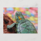 Schildpad Briefkaart (Voorkant)
