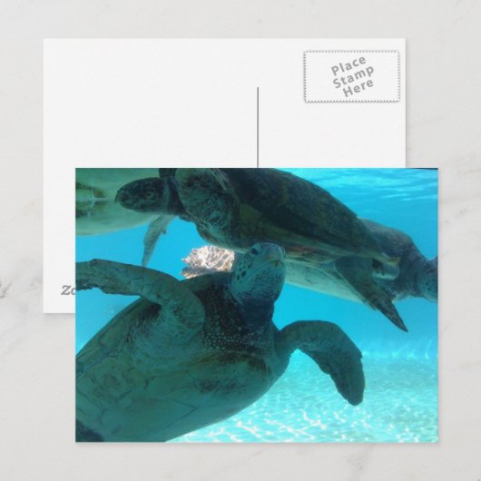 schildpad briefkaart (Voorkant / Achterkant)