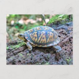 Schildpad Briefkaart