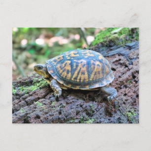 Schildpad Briefkaart