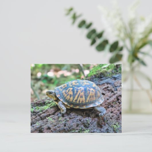 Schildpad Briefkaart (Staand voorkant)