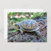 Schildpad Briefkaart (Voorkant / Achterkant)