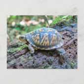 Schildpad Briefkaart (Voorkant)