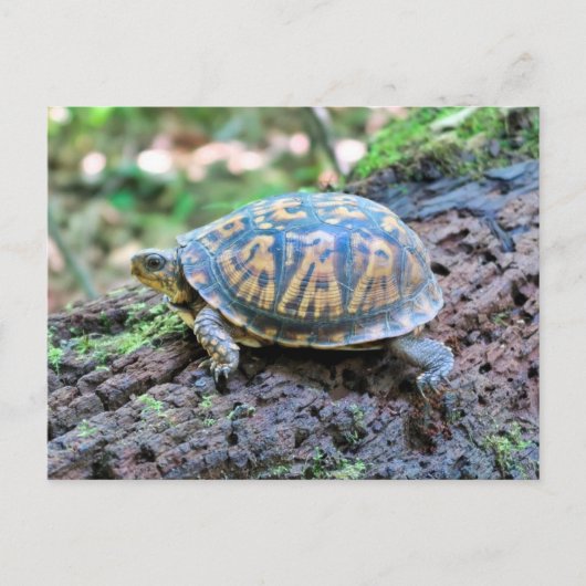 Schildpad Briefkaart (Voorkant)