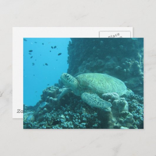 Schildpad Briefkaart (Voorkant / Achterkant)