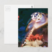 Schildpad Briefkaart (Voorkant / Achterkant)