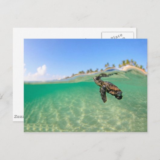 Schildpad Briefkaart (Voorkant / Achterkant)