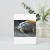 schildpad briefkaart (Staand voorkant)