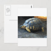 schildpad briefkaart (Voorkant / Achterkant)
