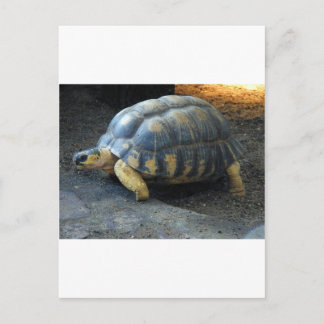 schildpad briefkaart