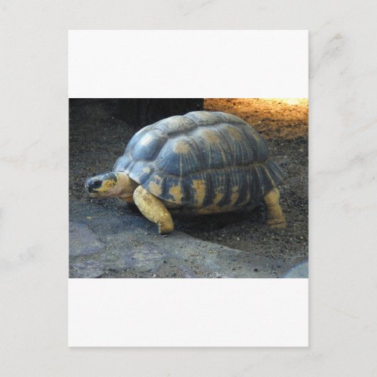 schildpad briefkaart (Voorkant)
