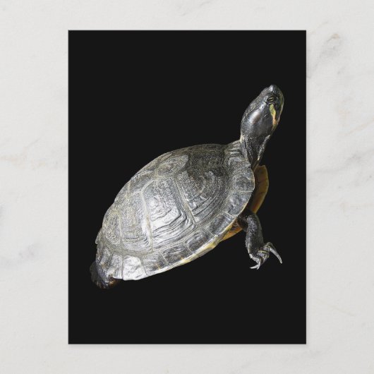 Schildpad Briefkaart (Voorkant)