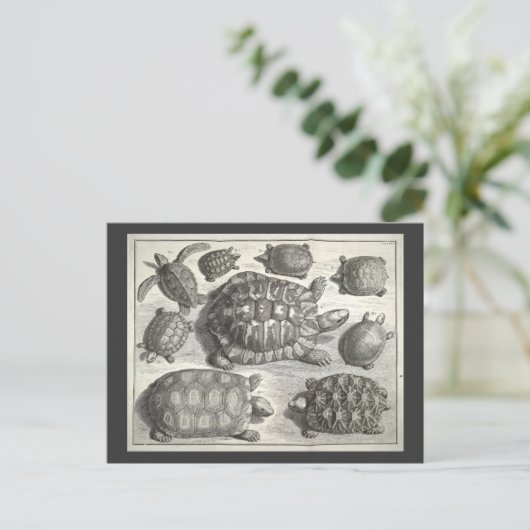  schildpad briefkaart (Staand voorkant)