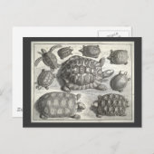  schildpad briefkaart (Voorkant / Achterkant)