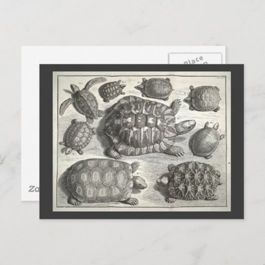 schildpad briefkaart (Voorkant / Achterkant)