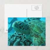 Schildpad Briefkaart (Voorkant / Achterkant)