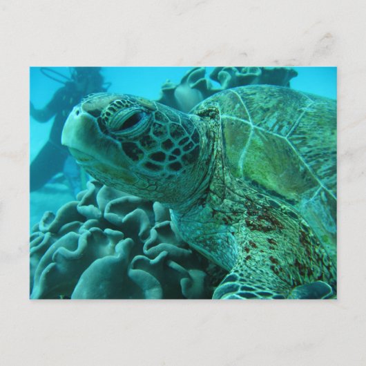 Schildpad Briefkaart (Voorkant)