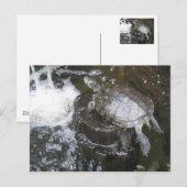 Schildpad Briefkaart (Voorkant / Achterkant)
