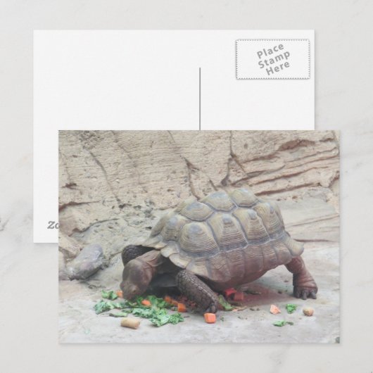 schildpad briefkaart (Voorkant / Achterkant)