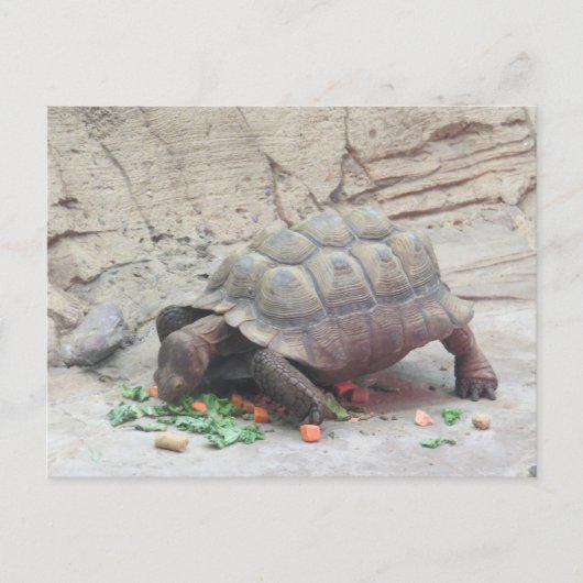 schildpad briefkaart (Voorkant)