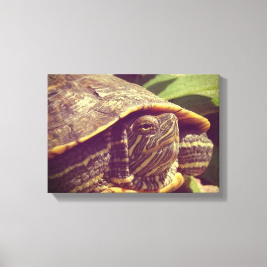Schildpad Canvas Afdruk (Voorkant)