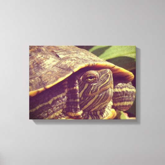 Schildpad Canvas Afdruk (Voorkant)