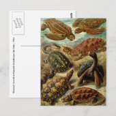 schildpad (Chelonia) van Haeckel Briefkaart (Voorkant / Achterkant)