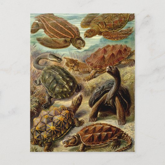 schildpad (Chelonia) van Haeckel Briefkaart (Voorkant)