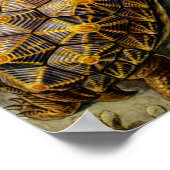 schildpad (Chelonia) van Haeckel Poster (Hoek)